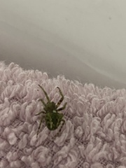 Araneidae