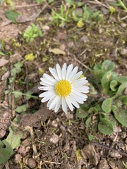Bellis perennis