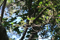 Ficus natalensis natalensis