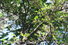 Ficus natalensis natalensis