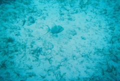 Balistes vetula