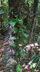 Astrocaryum mexicanum