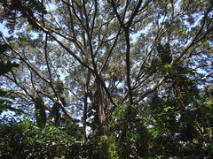 Ficus natalensis natalensis