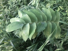 Polygonatum biflorum commutatum