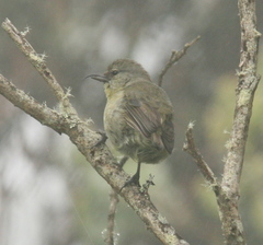 Hemignathus wilsoni