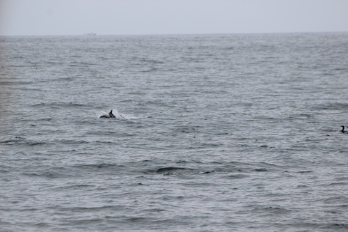 photo of Oceanic Dolphins (Delphinidae)