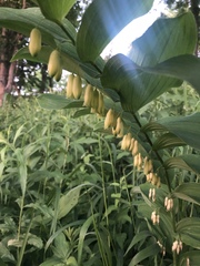 Polygonatum biflorum commutatum