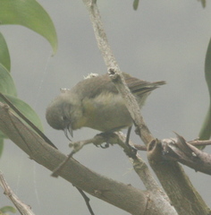 Hemignathus wilsoni