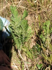 Jacaranda caroba