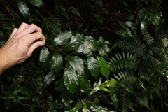 Alangium polyosmoides