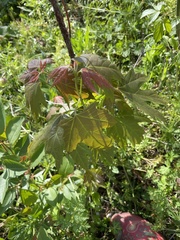 Acer saccharinum