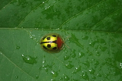 Chiridopsis bowringii