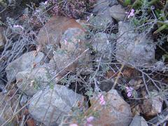 Indigofera pilgeriana
