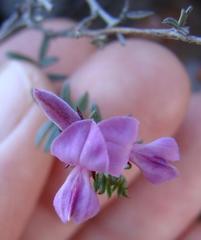 Indigofera pilgeriana