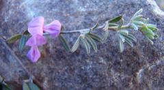 Indigofera pilgeriana
