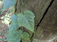 Cissus fragilis