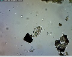 Euglypha