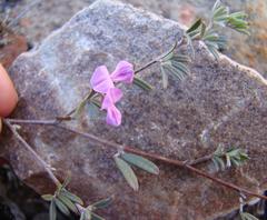 Indigofera pilgeriana