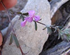 Indigofera pilgeriana