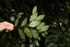 Alangium polyosmoides