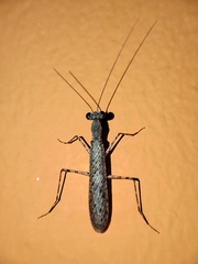 Gonypetidae