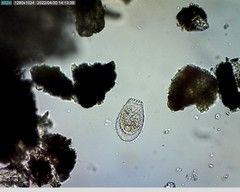 Euglypha