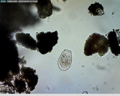 Euglypha