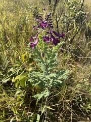 Jacaranda caroba