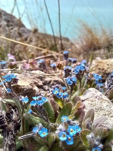 Image of Myosotis incrassata by (c) Николай Крылов, some rights reserved (CC BY)