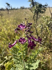 Jacaranda caroba