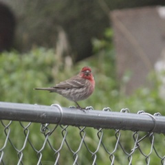 Haemorhous mexicanus