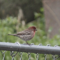 Haemorhous mexicanus