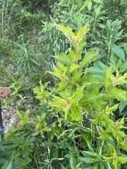 Weigela florida