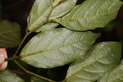 Alangium polyosmoides