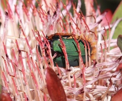 Trichostetha fascicularis