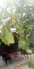 Magnoliopsida