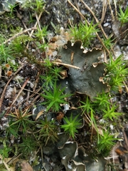 Peltigera hymenina