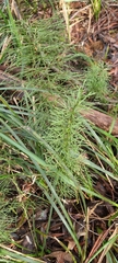 Lycopodium deuterodensum