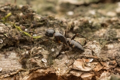 Camponotus quadrinotatus