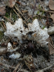Peltigera hymenina
