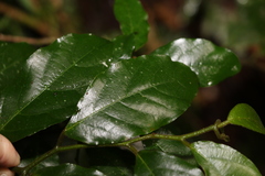 Alangium polyosmoides