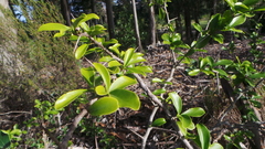 Gymnosporia nemorosa