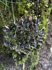 Peltigera hymenina