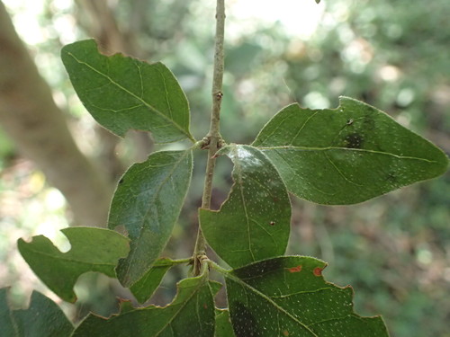 Image of Canthium ciliatum by (c) Mahomed Desai, some rights reserved (CC BY)