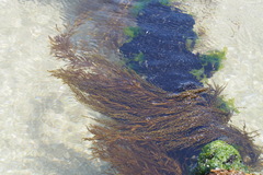 Sargassum thunbergii