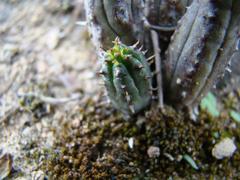 Euphorbia nesemannii