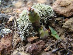 Euphorbia nesemannii