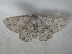 Gnophini