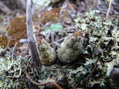Euphorbia nesemannii
