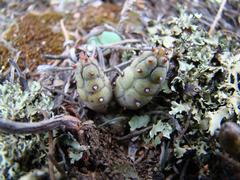 Euphorbia nesemannii